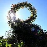 jardin_arrosage_clou_régénérant