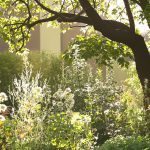 jardin-arrosage-matin