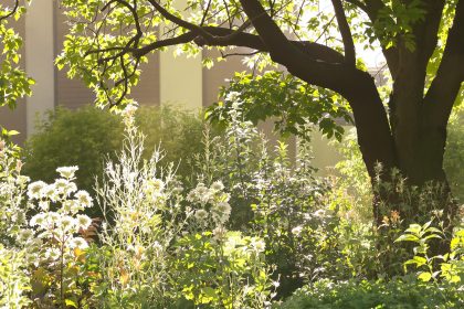 jardin-arrosage-matin