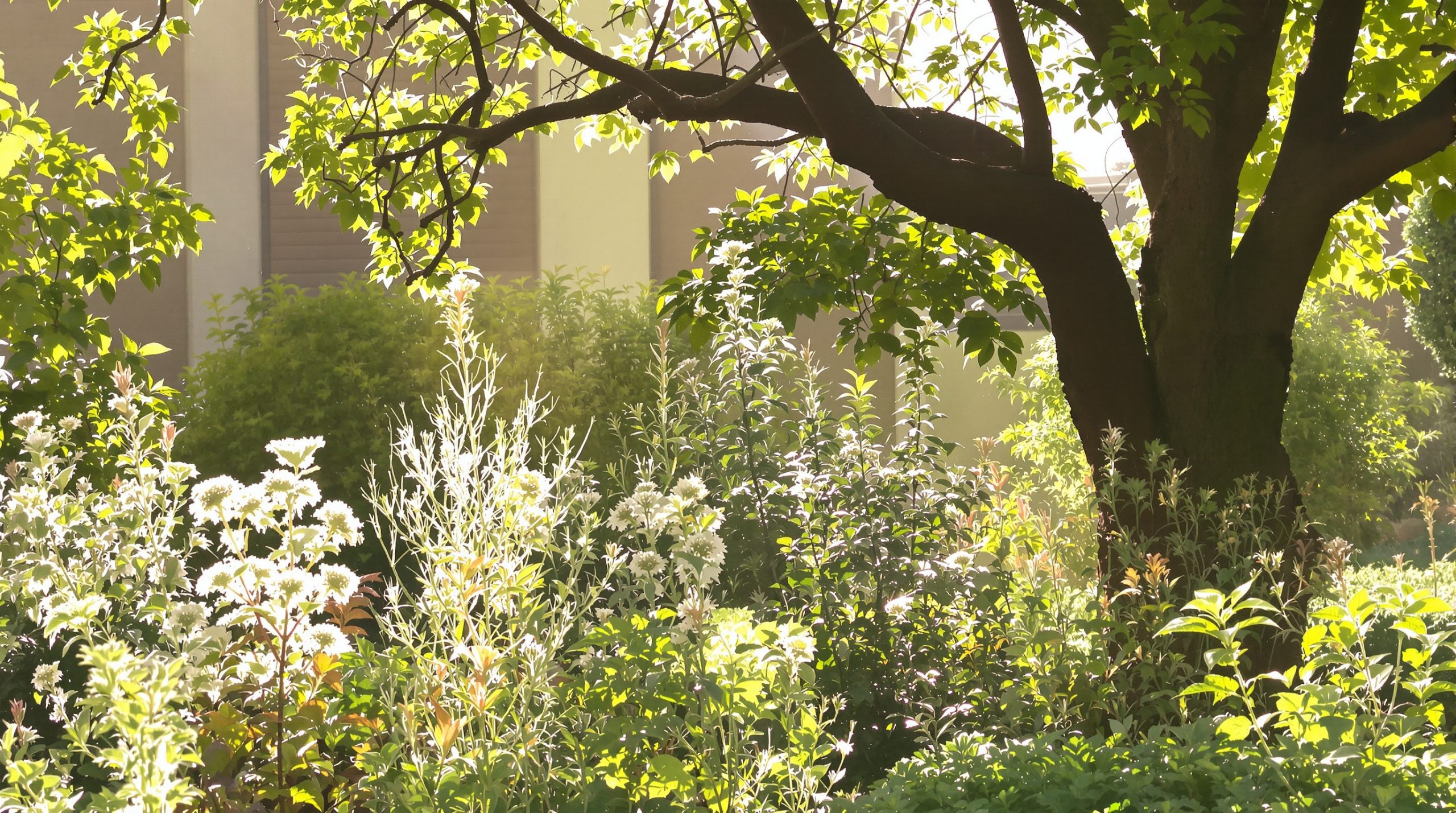 jardin-arrosage-matin