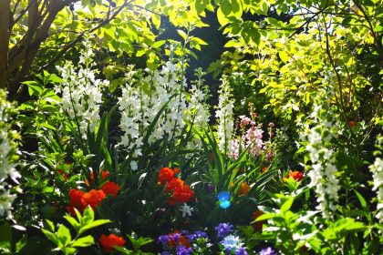 jardin-bouturage-printemps
