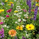 Jardin_ecologique_fleuri