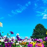 jardin_floraison_rapide