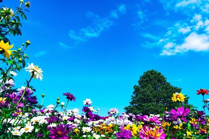 jardin_floraison_rapide