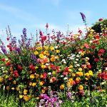 jardin_vivaces_prometteuses