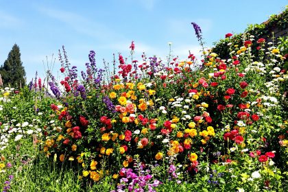 jardin_vivaces_prometteuses