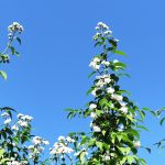 jardin_yacon_ensoleillé