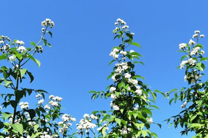 jardin_yacon_ensoleillé