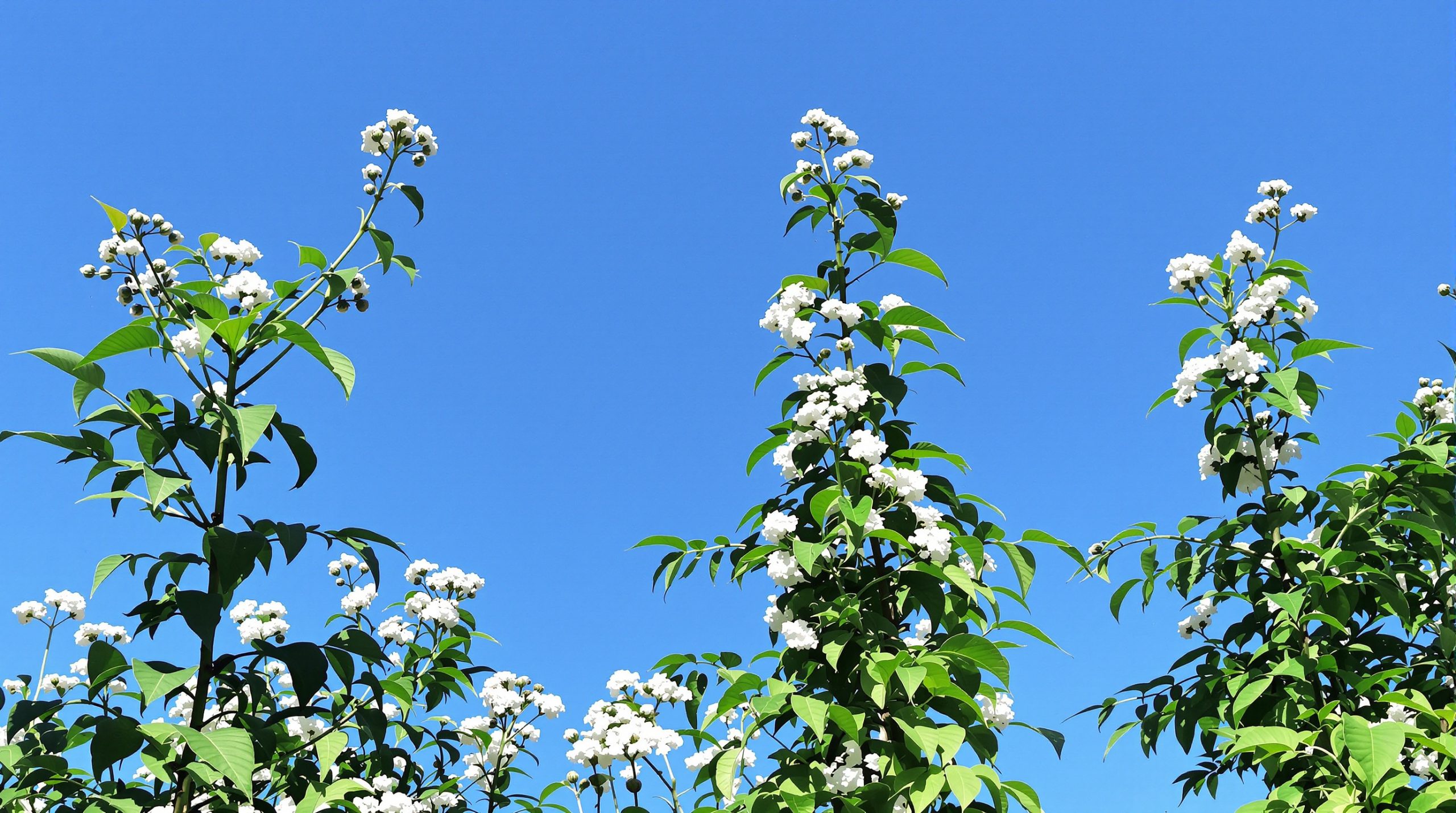 jardin_yacon_ensoleillé