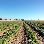 melons-camargue-champ-travail