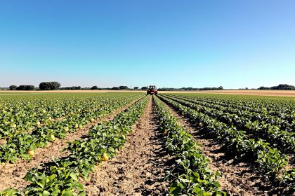 melons-camargue-champ-travail