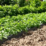 plantation_tomates_tranchee
