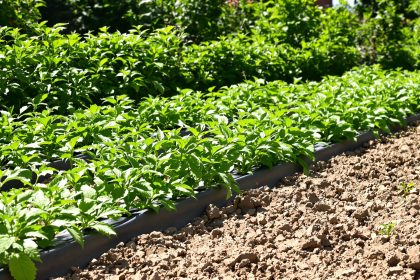 plantation_tomates_tranchee
