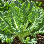 potager_chou_kale