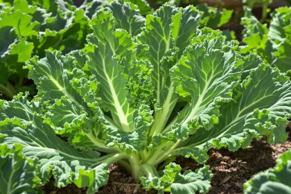potager_chou_kale