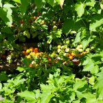 potager_ensoleillé