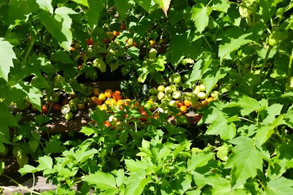 potager_ensoleillé