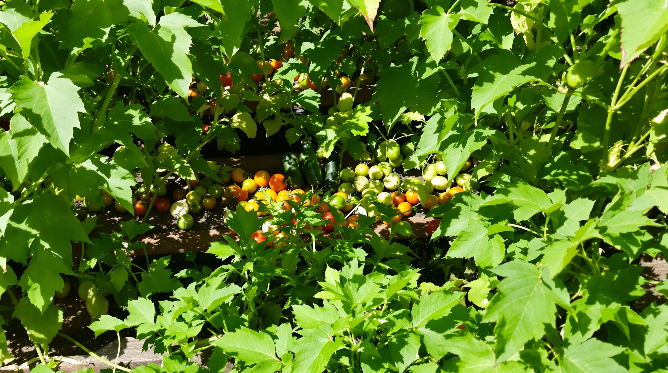 potager_ensoleillé