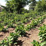 Potager_pommes_de_terre_fertile