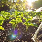 potager_printemps_jeunes_plants_courgettes