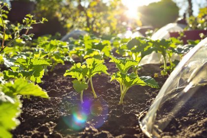 potager_printemps_jeunes_plants_courgettes