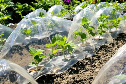 protection_plantes_bouteilles