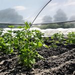 protection_potager_printemps