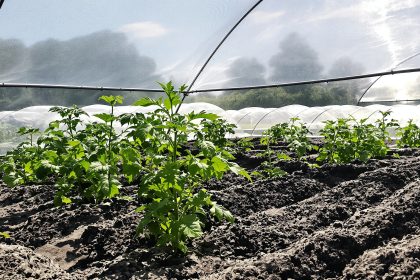 protection_potager_printemps