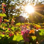 récolte_rhubarbe_jardin