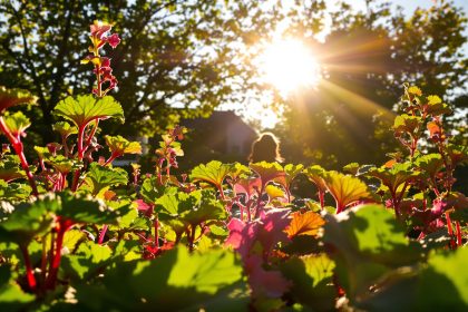 récolte_rhubarbe_jardin