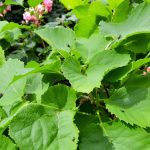 Rosiers_Rhubarbe_Équilibre_Jardin