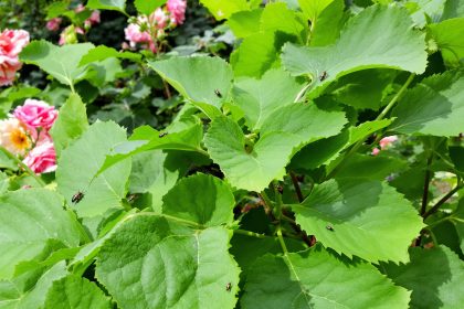 Rosiers_Rhubarbe_Équilibre_Jardin