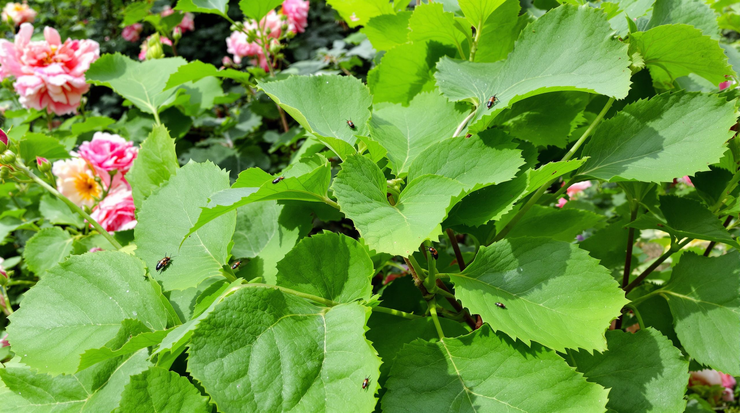 Rosiers_Rhubarbe_Équilibre_Jardin