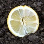 citron_jardin_pousse