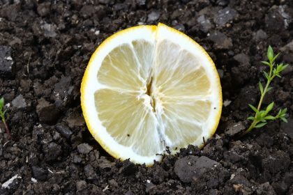 citron_jardin_pousse