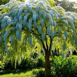 Jardin_Arbuste_Bleus