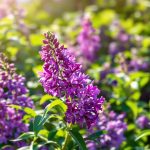 jardin_lilas_fleuri