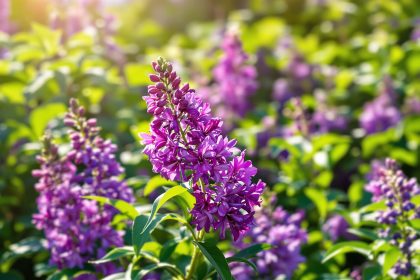 jardin_lilas_fleuri