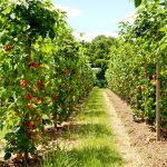 jardin_tomates_ensoleillé