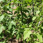 jardin_tomates_tuteurs_ensoleillé