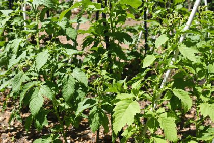 jardin_tomates_tuteurs_ensoleillé
