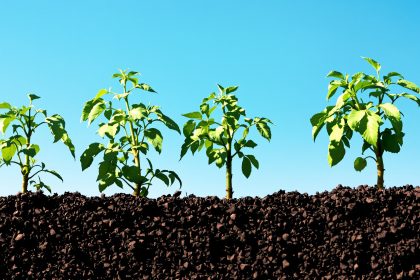 plantation_horizontale_tomates