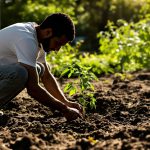 PlantationTomateJardin