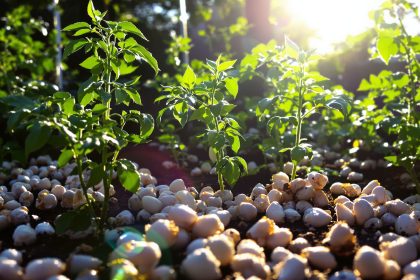 potager_tomates_coquilles_soleil_matin