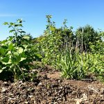 PotagerIrrigationSouterraine