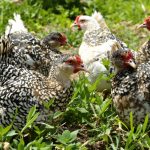 Poulailler_Poules_Marans_Exploration