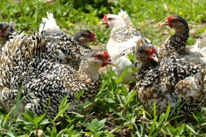Poulailler_Poules_Marans_Exploration