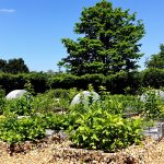 protection_potager_printemps