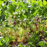 Radis en montaison florale pour semences