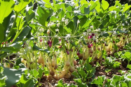 Radis en montaison florale pour semences